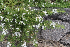 Myoporum parvifolium