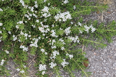 Myoporum parvifolium