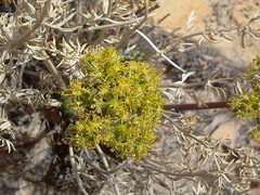 Lomatium parryi