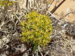 Lomatium parryi