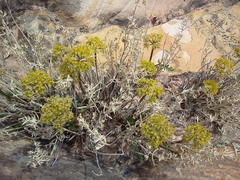 Lomatium parryi