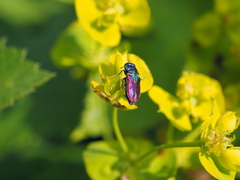 Anthaxia bicolor