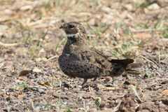 Chordeiles nacunda
