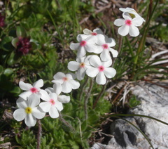 Androsace chamaejasme