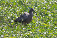 Theristicus caerulescens