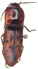 Conoderus pilati