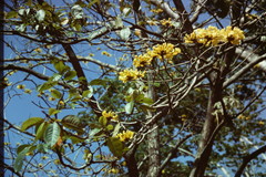 Handroanthus chrysanthus