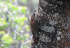 Lepidocolaptes squamatus