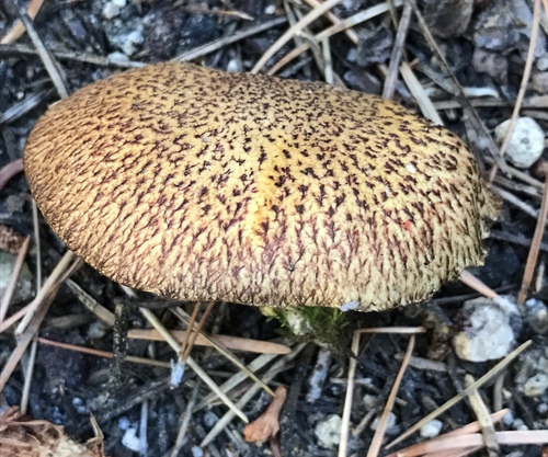 Blue-staining Slippery Jack