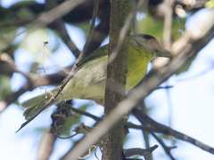 Cyclarhis gujanensis