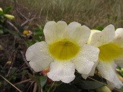 Anemopaegma nebulosum
