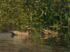 Marmaronetta angustirostris