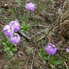Primula denticulata