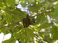 Picumnus squamulatus