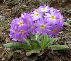 Primula denticulata