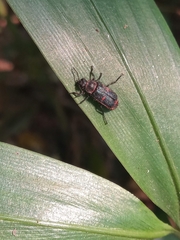 Astylus cyanerythrus
