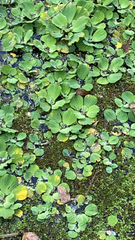 Pistia stratiotes image