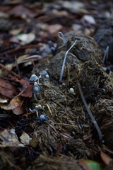 Coprinopsis ephemeroides