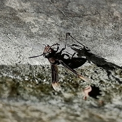 Parachartergus apicalis