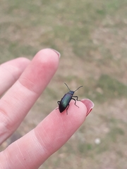 Strongylium cupreocinctum