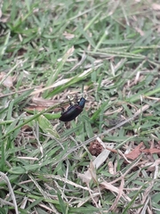 Strongylium cupreocinctum