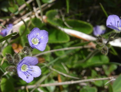 Veronica aphylla
