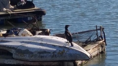 Phalacrocorax carbo