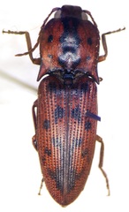 Conoderus pilati