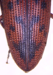 Conoderus pilati