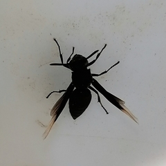 Parachartergus apicalis