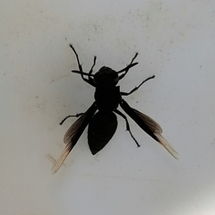 Parachartergus apicalis