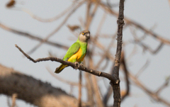 Poicephalus senegalus