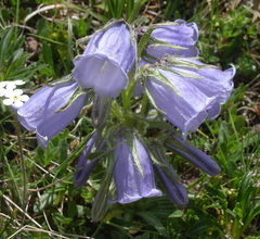 Campanula alpina
