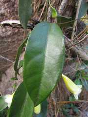 Anemopaegma prostratum