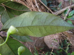 Anemopaegma prostratum