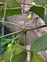 Anemopaegma prostratum