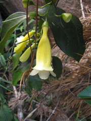 Anemopaegma prostratum