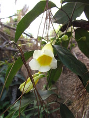 Anemopaegma prostratum