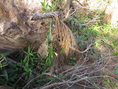 Anemopaegma prostratum