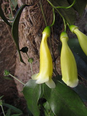 Anemopaegma prostratum