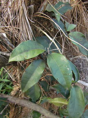 Anemopaegma prostratum