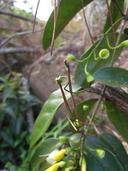 Anemopaegma prostratum