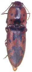 Conoderus pilati