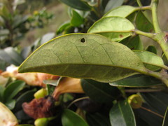 Anemopaegma nebulosum