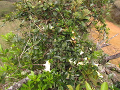 Anemopaegma nebulosum