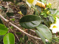 Anemopaegma nebulosum