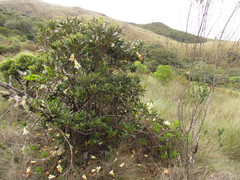 Anemopaegma nebulosum