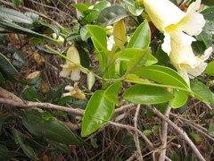 Anemopaegma nebulosum