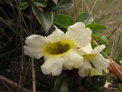 Anemopaegma nebulosum