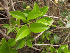 Anemopaegma nebulosum